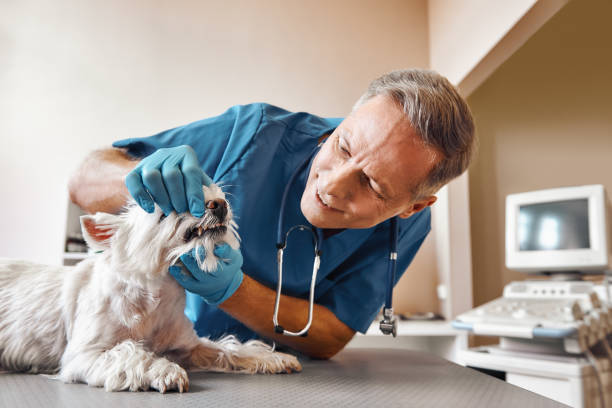 Best Emergency Tooth Extraction in Fredericksburg, IA